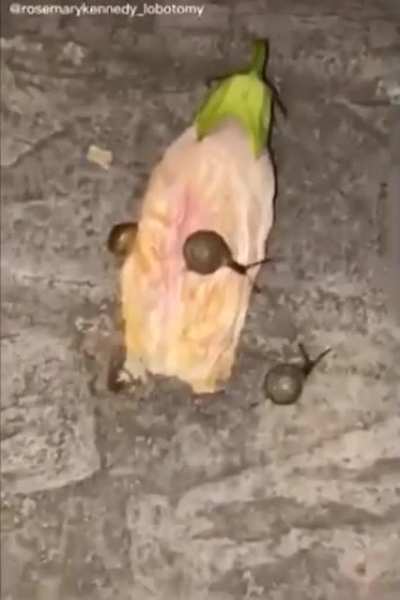 Look this snail