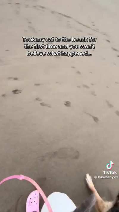 dog owner lets dog terrorise kitten at beach 