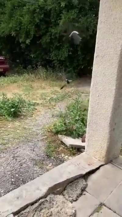Коты против ворон