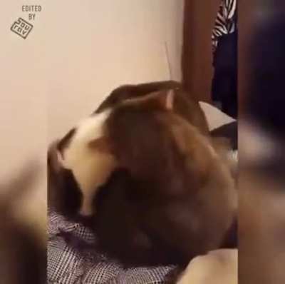 Tom and Jerry vibes