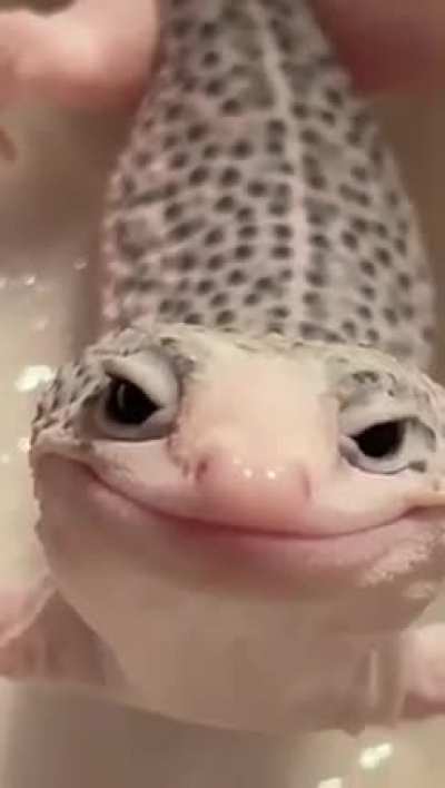 A very happy little leopard gecko