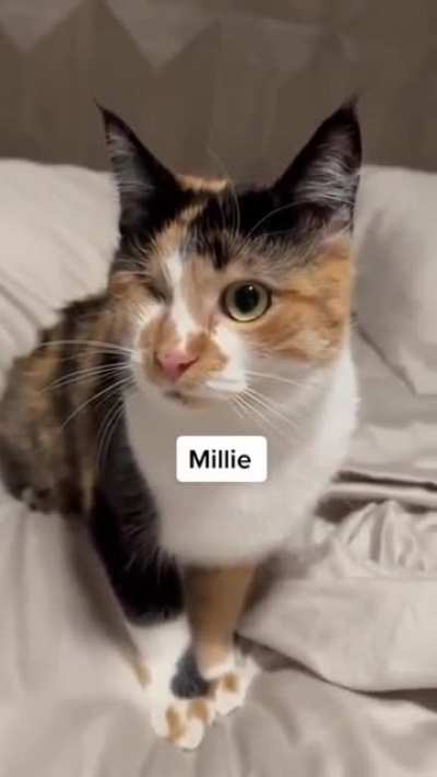 Owner reveals that their cats are Adopted.
