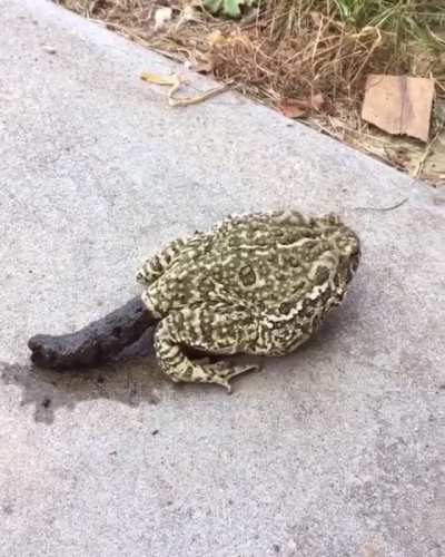Toad champions its own digestive system