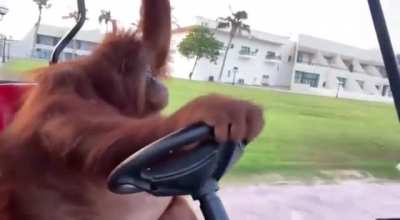 Apes driving around their private golf courts after MOASS 🏌️‍♂️ 🚀