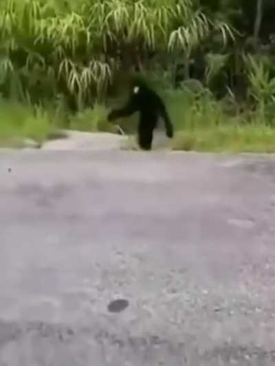 If I was a little drunk and saw this coming towards me I would think I saw an ET.