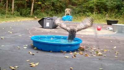Hooty McOwlface stopping by for a bath