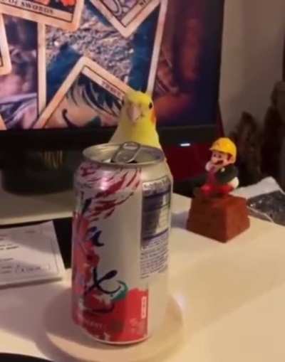 Birb