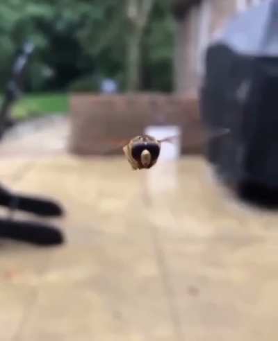 Man brutally attacked by hoverfly