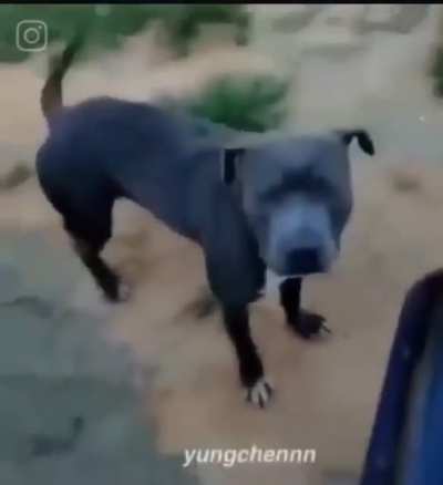 Dumbass dog