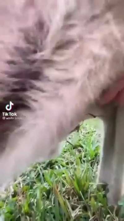Whaaat whaaat's that inside.