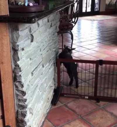 Parkour goats. Need a taller gate.