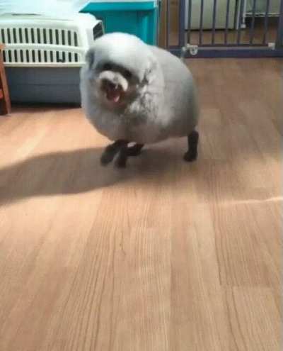 a cute lump of happiness