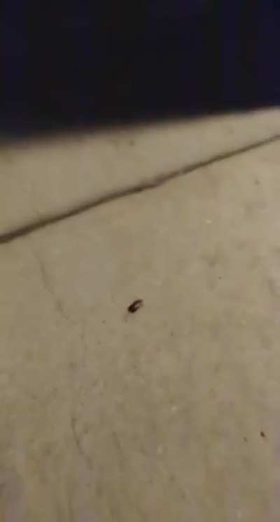 A rebellious bug