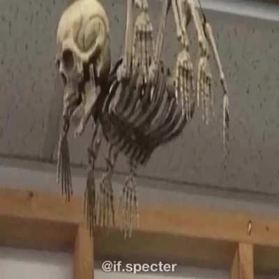 S P O O K Y