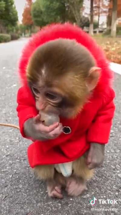 MONKEY