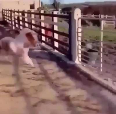 Pony