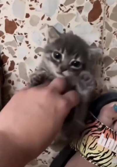 Kitten asks for more belly rubs.. 🐾🐈