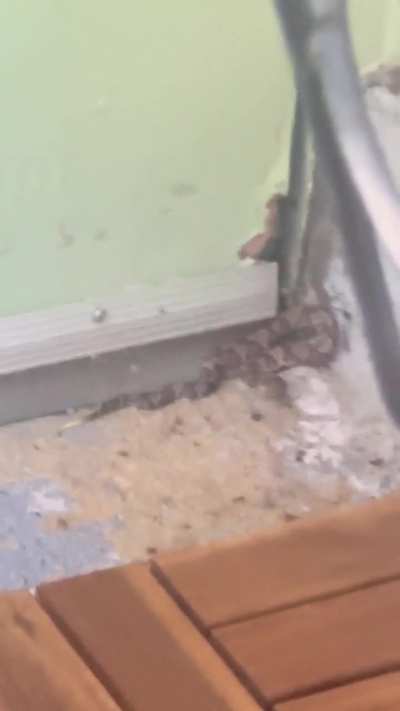 [NEPA] This snake bit my cat.