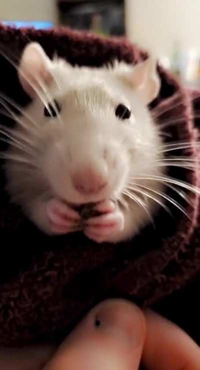 Nom nom nom nom