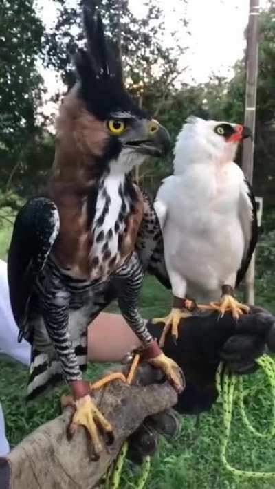 AvianArt