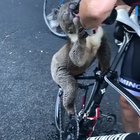 Dehydrated koala approaches cyclist for help as Australian wildlife suffers in heatwave and fires. ‘It walked right up to me ... and climbed up onto my bike while I gave him water,’ says rider