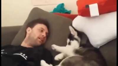 Husky puppy has 