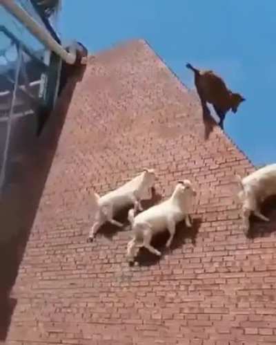 goats