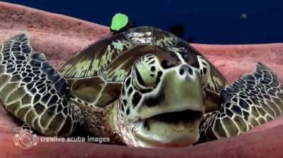 Green sea turtle snuggles into a sea sponge and lets out a big yawn before a nap