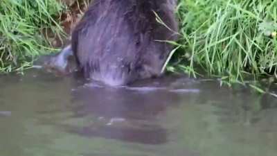 casual platypus