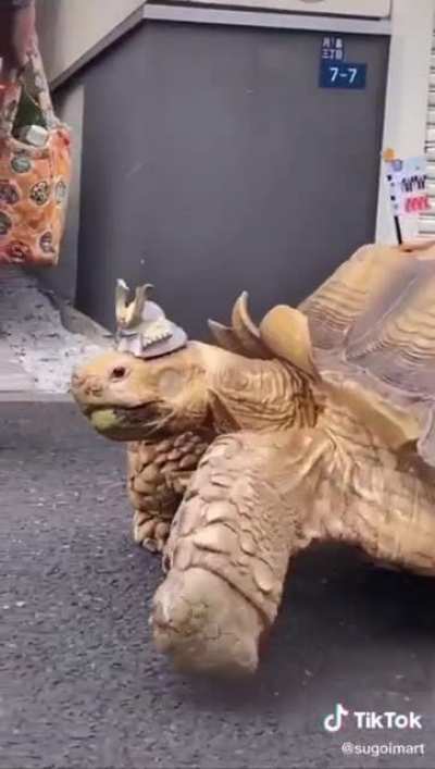 im crying over this old man in japan who patiently walks his giant tortoise everyday