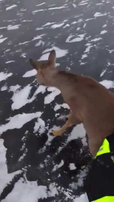 Two Finnish guys help struggling deer off the icy lake