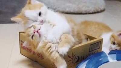 It's cuddling time