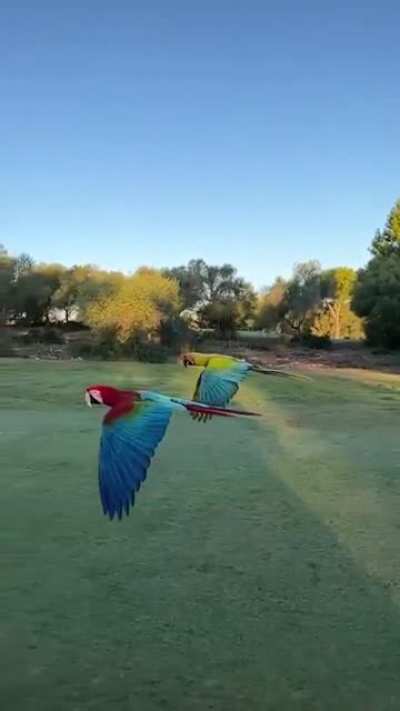 Magnificent, Majestic Macaw's In Flight...