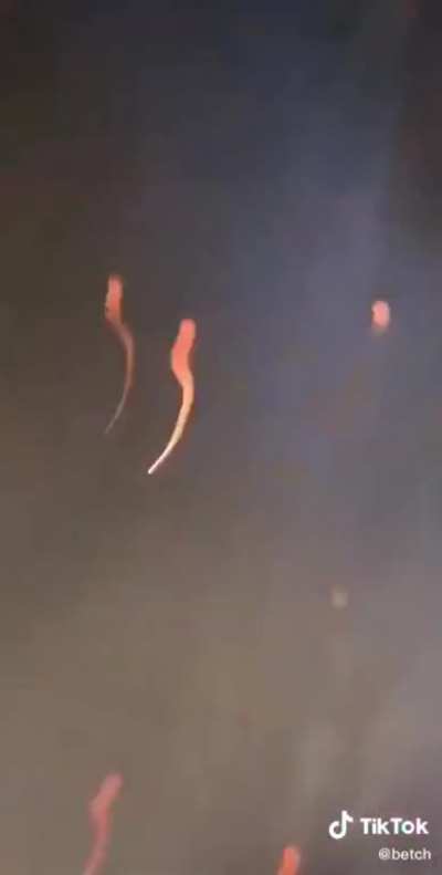 PREPARE TROOPS: TIKTOK DECLARES WAR ON ROACHES