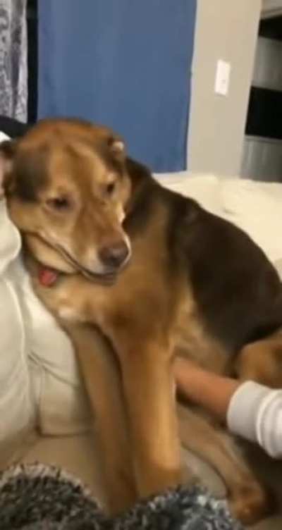 Tickling a dog