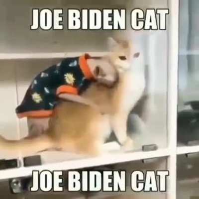 Joe Biden Cat