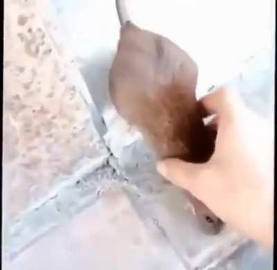:>
