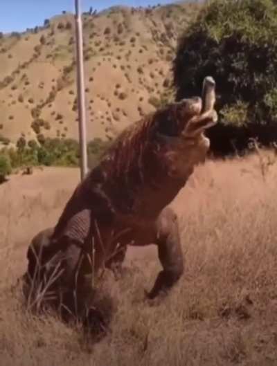 Huge Komodo Dragon swallowing an entire deer in one go