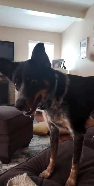 My dog wants her toy