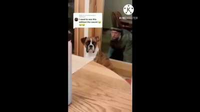 dog got a little frightened