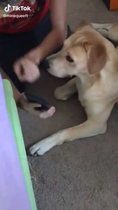 the goodest boy