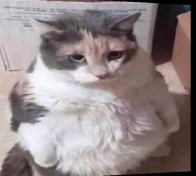 fat ass cat in a tuxedo gets naked
