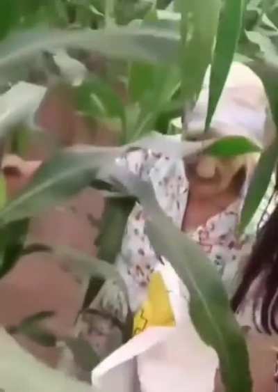 Vovó vida loka