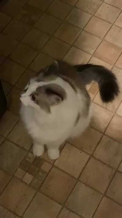 Conversations with Harriette after I wrapped up a virtual book club with my mom and sister. Harriette Intertwines her meows and trills.