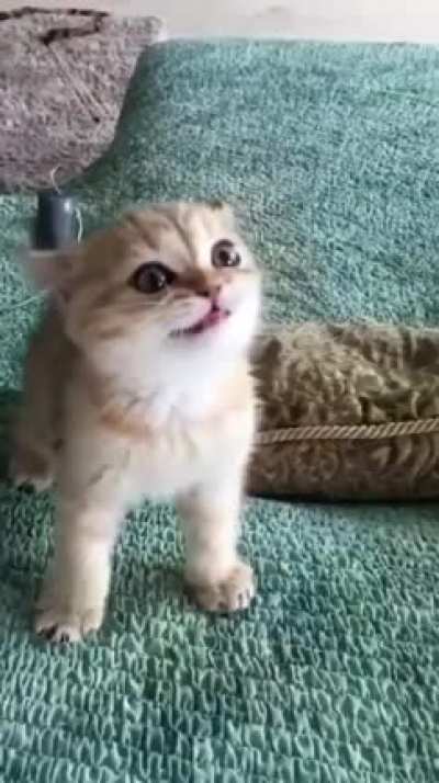 smol roar
