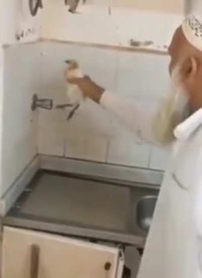 hold the bird