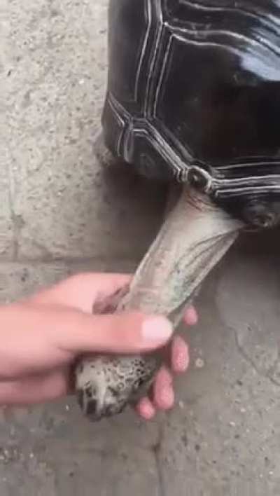 Nasıl kaplumbağa sevilir… böyle değil