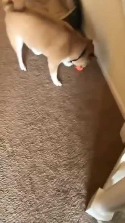 Doggo's New Toy