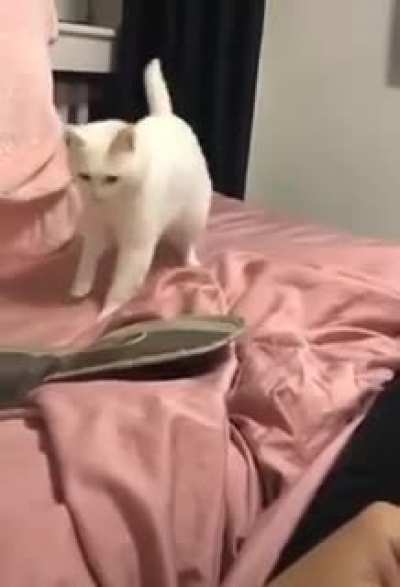 Gato do Beatbox