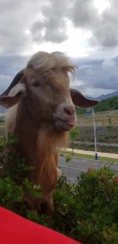 A conversation with a goat